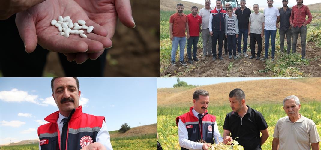 KURU FASULYE ÜRETİMDE TÜRKİYE’DE 4. SIRADA YER ALAN BİTLİS’TE HASAT BAŞLADI